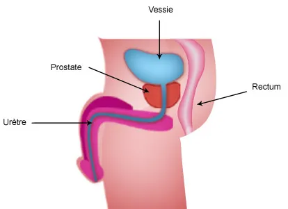 La prostate